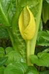 Yellow Skunk Cabbage