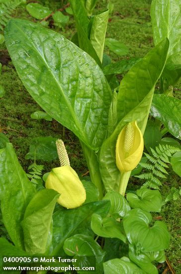 Lysichiton americanus