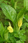 Yellow Skunk Cabbage