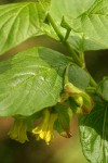 Black Twinberry blossoms & foliage