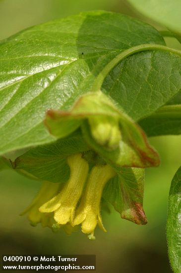 Lonicera involucrata