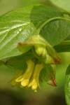 Black Twinberry blossoms & foliage detail