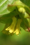 Black Twinberry blossoms detail