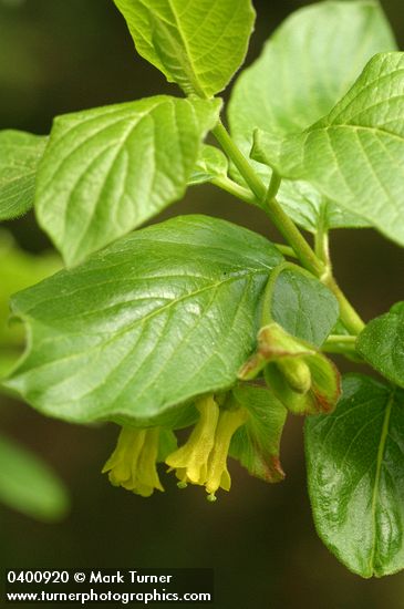 Lonicera involucrata