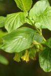 Black Twinberry blossoms & foliage