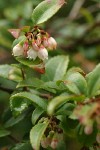 Evergreen Huckleberry blossoms & foliage