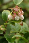 Evergreen Huckleberry blossoms & foliage detail
