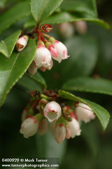 Vaccinium ovatum