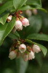 Evergreen Huckleberry blossoms & foliage detail