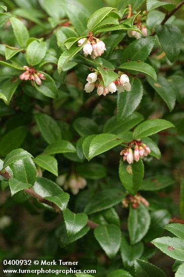 Vaccinium ovatum