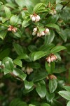 Evergreen Huckleberry