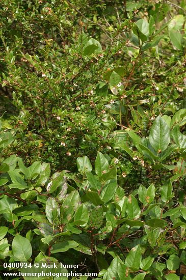 Vaccinium ovatum; Gaultheria shallon