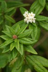 Bog Labrador Tea blossoms & foliage