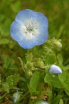 Baby Blue-eyes blossom & foliage detail