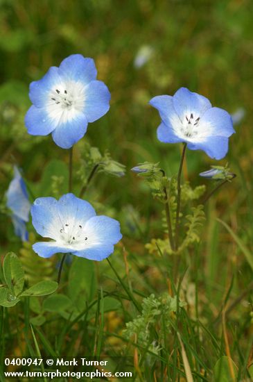 Nemophila menziesii