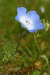 Baby Blue-eyes blossom & foliage detail