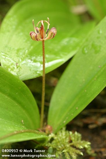 Scoliopus hallii