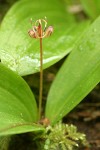 Oregon Fetid Adder's Tongue