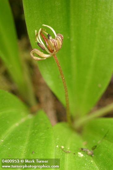 Scoliopus hallii