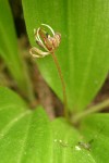 Oregon Fetid Adder's Tongue blossom detail