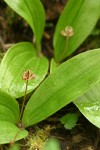 Oregon Fetid Adder's Tongue