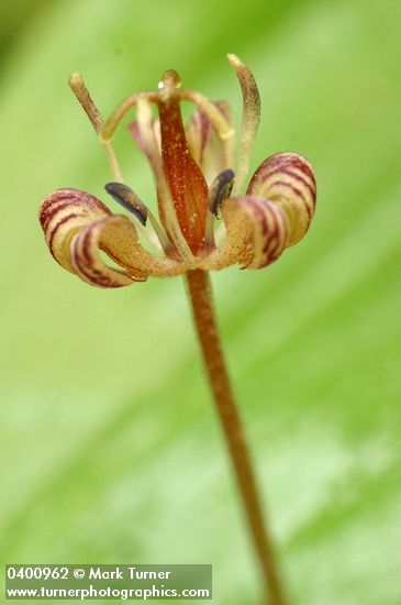 Scoliopus hallii