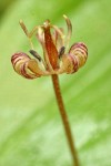 Oregon Fetid Adder's Tongue blossom extreme detail