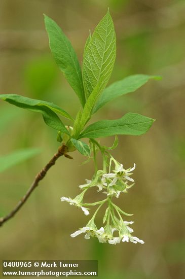 Oemleria cerasiformis