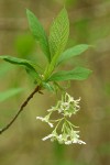 Indian Plum blossoms & foliage