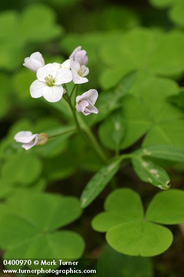 Cardamine californica var. integrifolia (C. integrifolia)