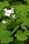 Coast Toothwort (Milkmaids) 