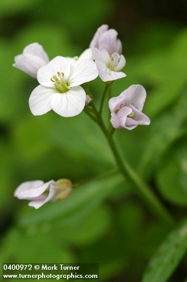 Cardamine californica var. integrifolia (C. integrifolia)