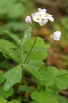 Coast Toothwort (Milkmaids)