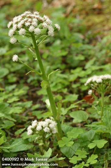 Petasites frigidus