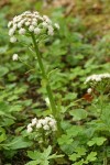 Sweet Colt's Foot