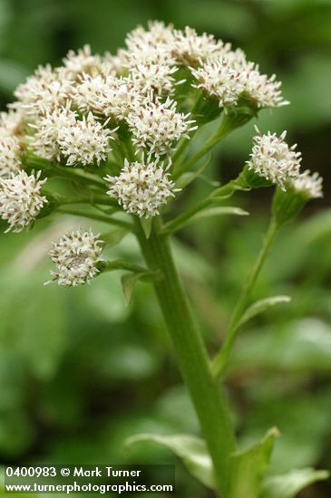 Petasites frigidus