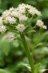 Sweet Colt's Foot blossoms detail