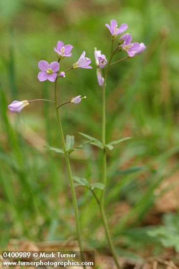 Cardamine nuttallii var. nuttallii (C. pulcherrima)