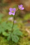 Slender Toothwort