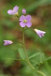 Slender Toothwort blossoms detail