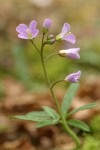 Slender Toothwort blossoms detail