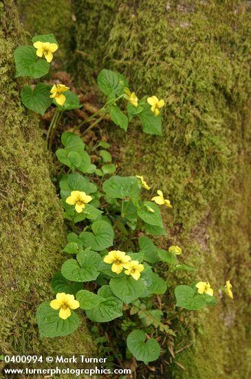 Viola glabella