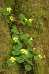 Smooth Yellow Violets among moss in crotch of tree