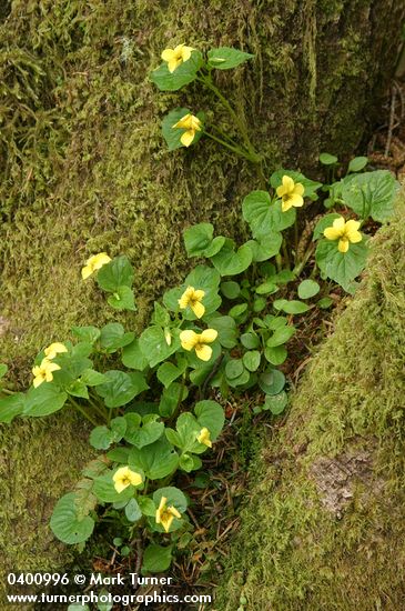 Viola glabella