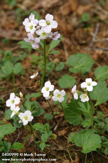 Cardamine californica var. integrifolia (C. integrifolia)