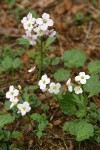 Coast Toothwort (Milkmaids)