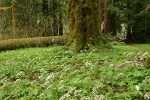 Sweet Colt's Foot carpets forest floor