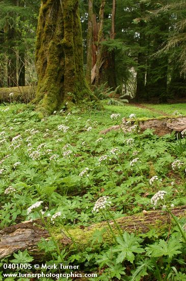 Petasites frigidus