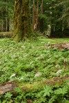 Sweet Colt's Foot carpets forest floor