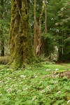 Sweet Colt's Foot carpets forest floor